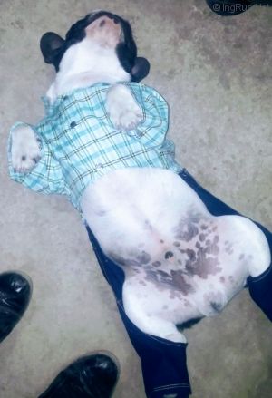 Dog Photo