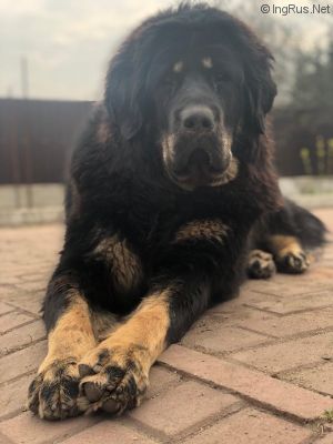 Dog Photo