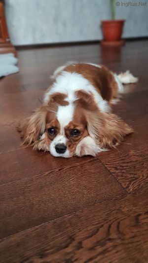 Dog Photo