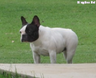 Dog Photo