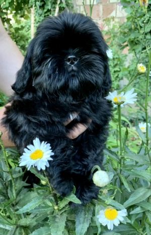 Dog Photo