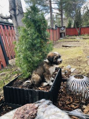 Dog Photo