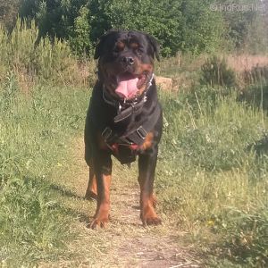 Dog Photo