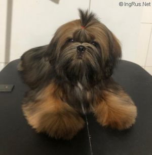 Dog Photo