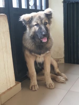 Dog Photo