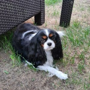 Dog Photo