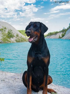 Dog Photo