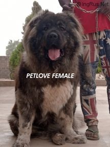 Dog Photo