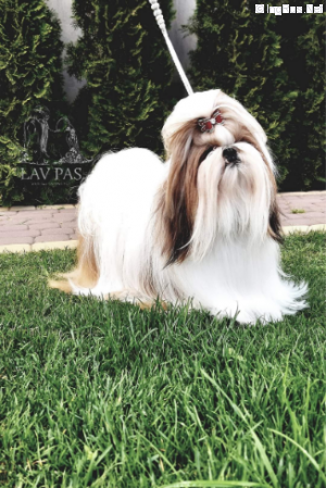 Dog Photo