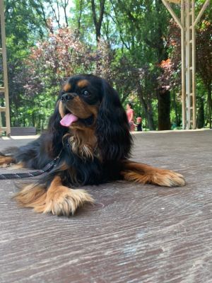 Dog Photo