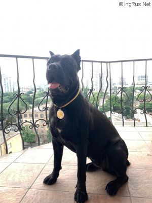 Dog Photo