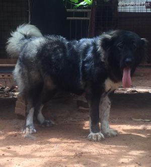 Dog Photo