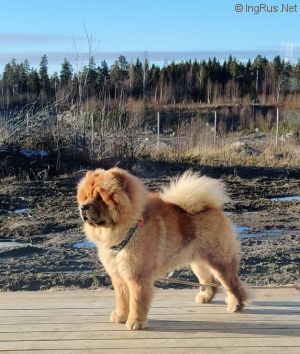 Dog Photo