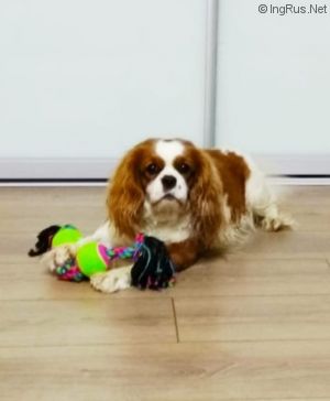 Dog Photo