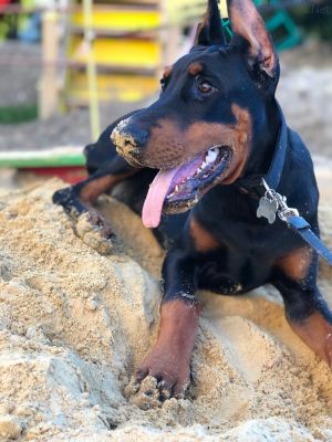 Dog Photo