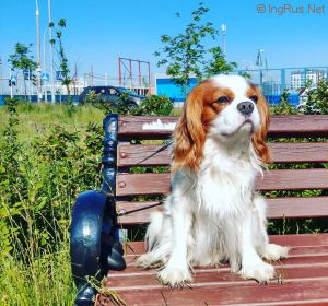 Dog Photo