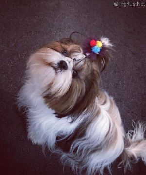 Dog Photo