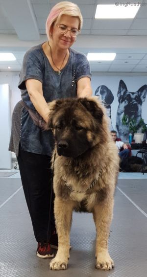 Dog Photo