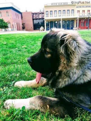 Dog Photo