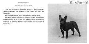 Dog Photo