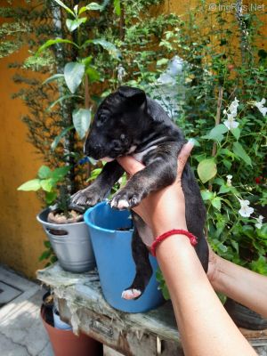 Dog Photo