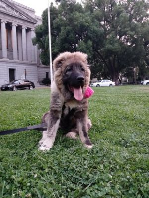 Dog Photo
