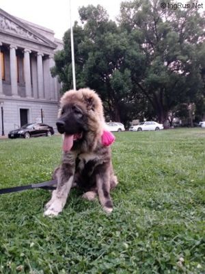 Dog Photo