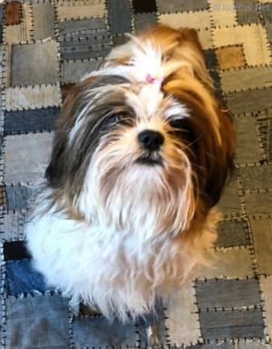 Dog Photo