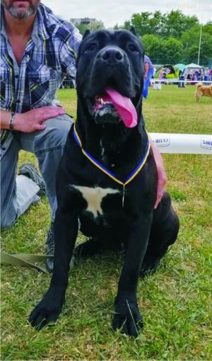 Dog Photo