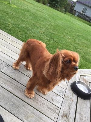Dog Photo