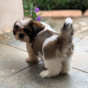Dog Photo