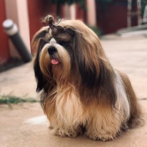 Dog Photo