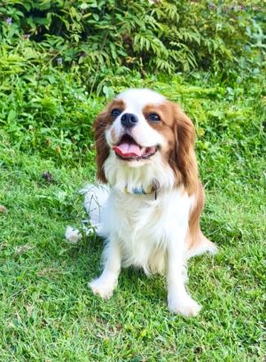 Dog Photo