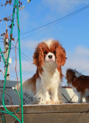 Dog Photo