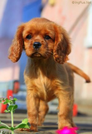 Dog Photo