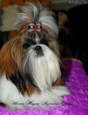 Dog Photo