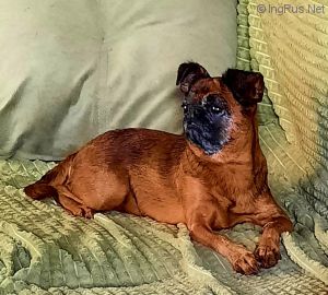 Dog Photo
