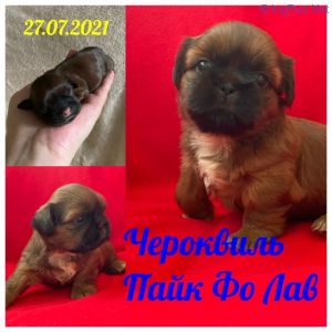Dog Photo