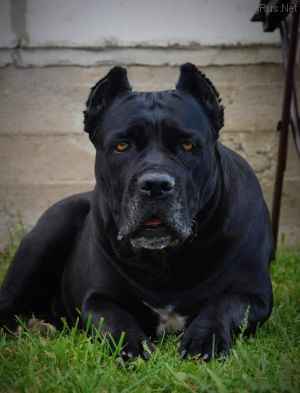 Dog Photo