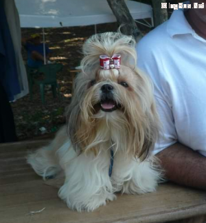 Dog Photo