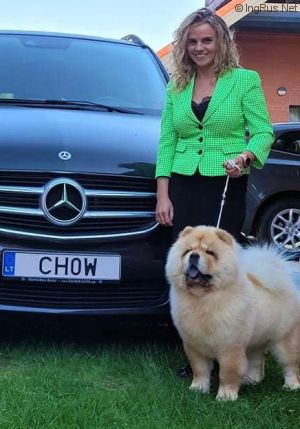 Dog Photo