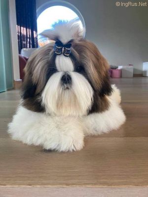 Dog Photo