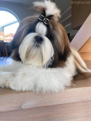 Dog Photo