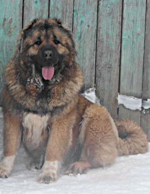 Dog Photo