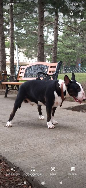 Dog Photo