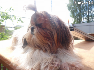 Dog Photo