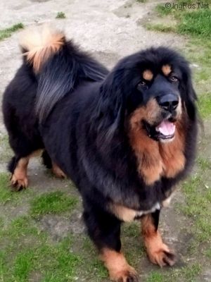 Dog Photo