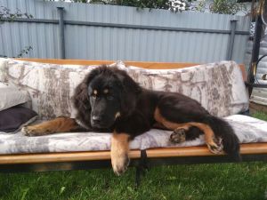Dog Photo