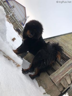 Dog Photo