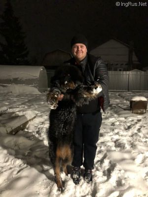 Dog Photo